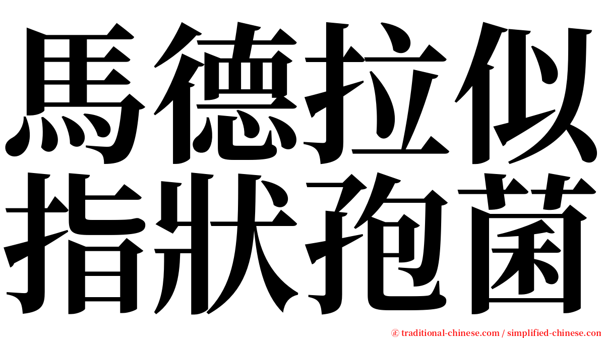 馬德拉似指狀孢菌 serif font