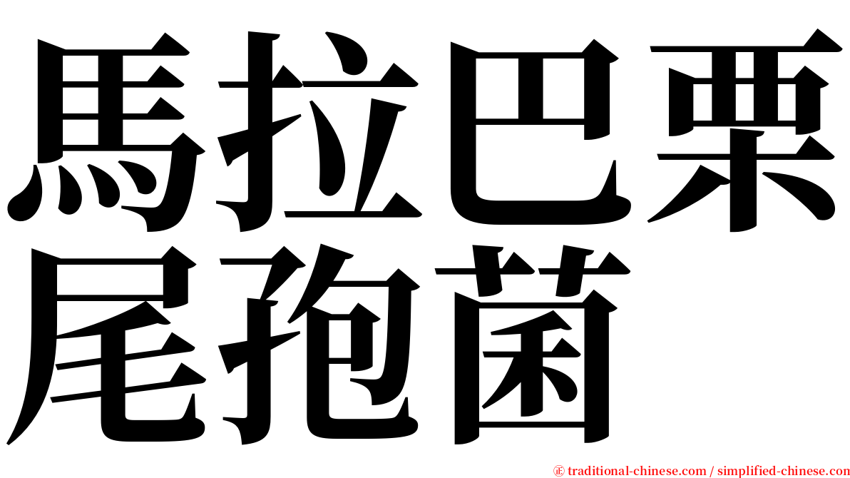 馬拉巴栗尾孢菌 serif font