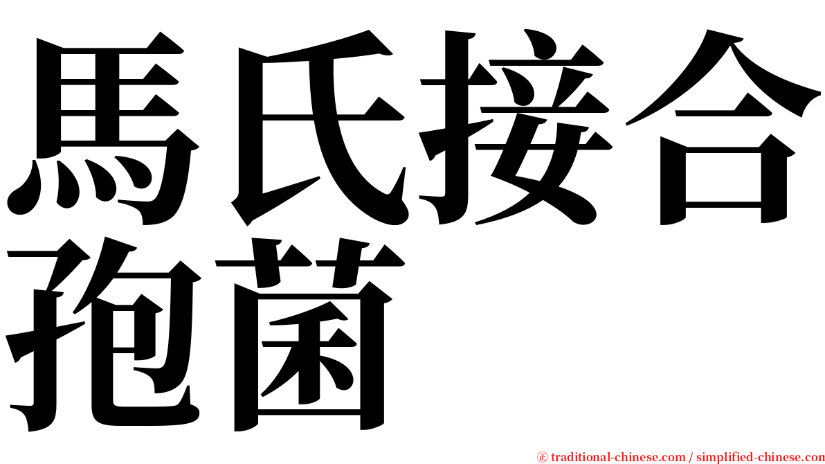 馬氏接合孢菌 serif font