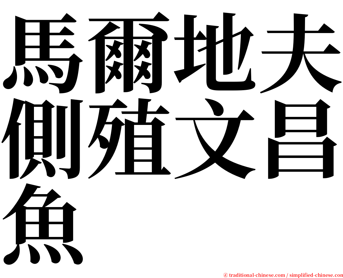 馬爾地夫側殖文昌魚 serif font