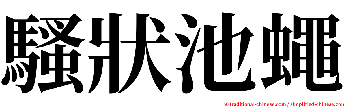 騷狀池蠅 serif font