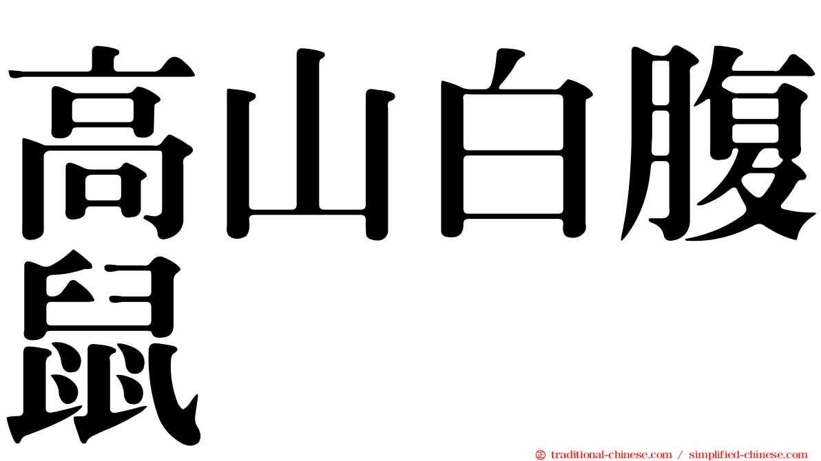 高山白腹鼠