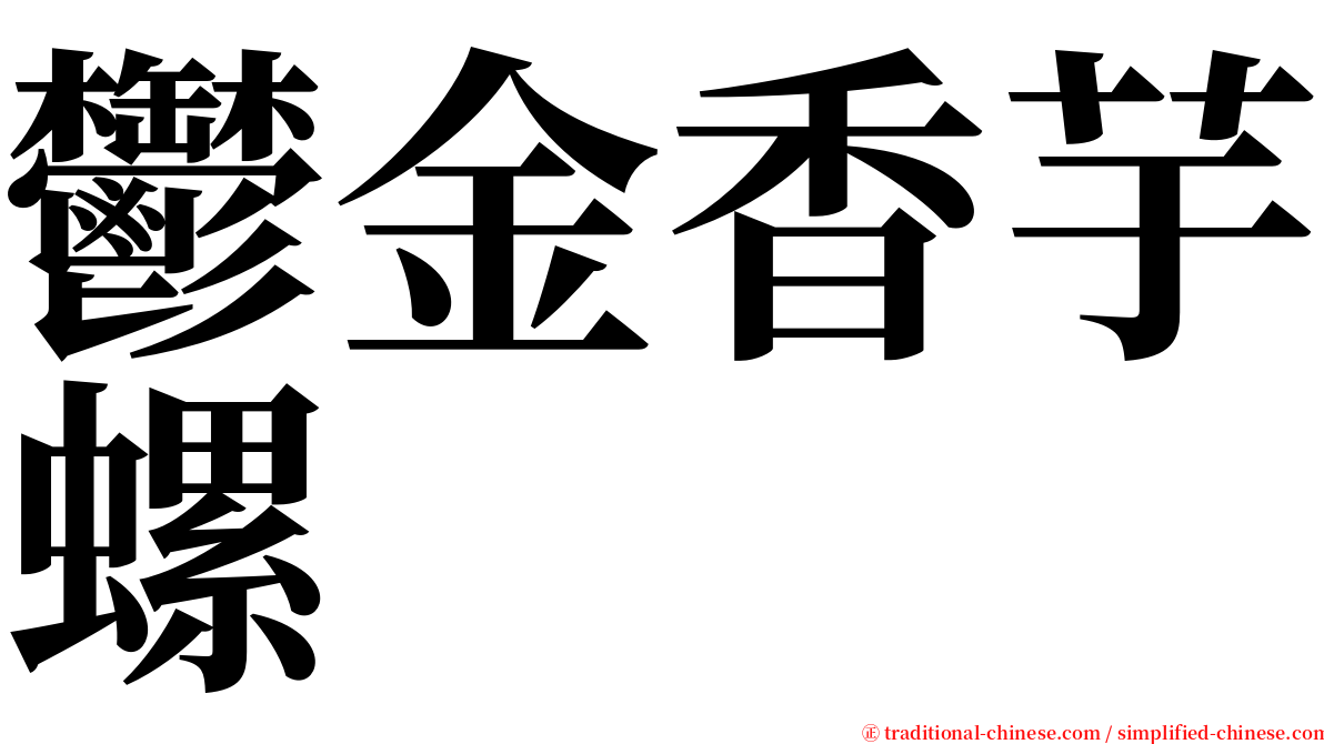 鬱金香芋螺 serif font