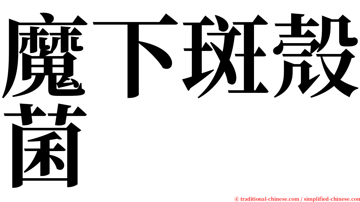 魔下斑殼菌 serif font