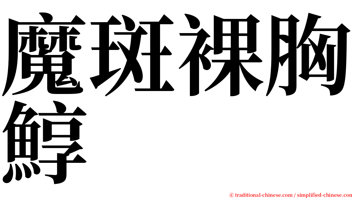 魔斑裸胸鯙 serif font