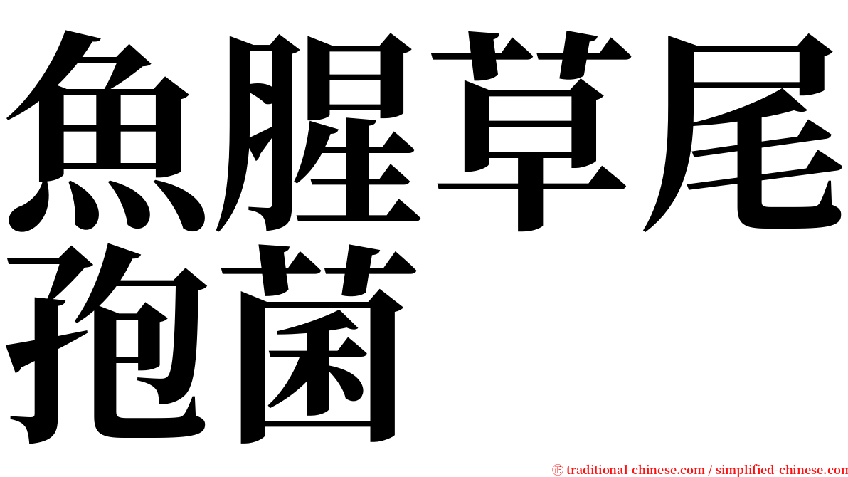 魚腥草尾孢菌 serif font