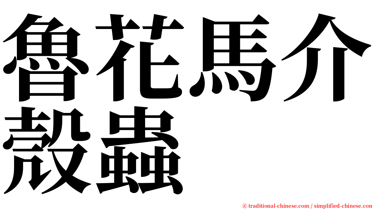 魯花馬介殼蟲 serif font