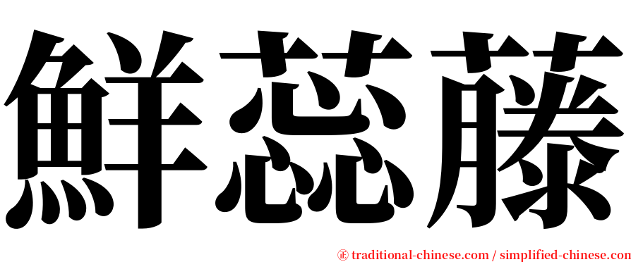 鮮蕊藤 serif font