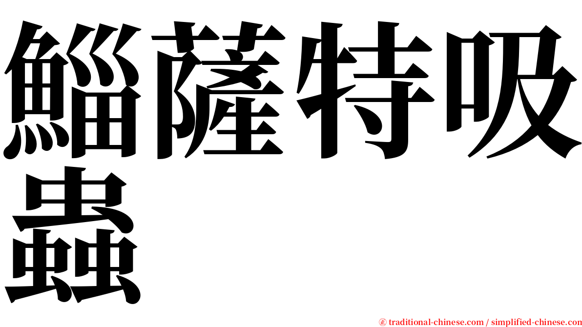 鯔薩特吸蟲 serif font