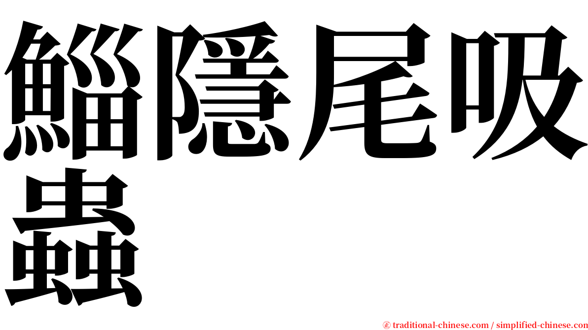 鯔隱尾吸蟲 serif font