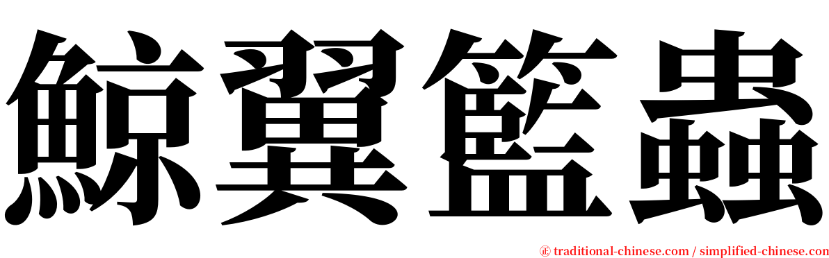 鯨翼籃蟲 serif font