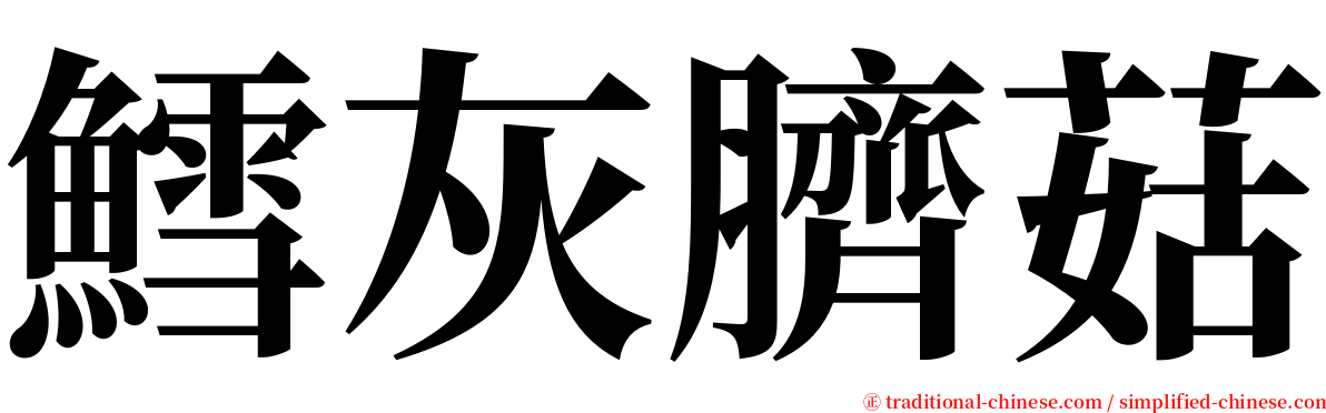 鱈灰臍菇 serif font