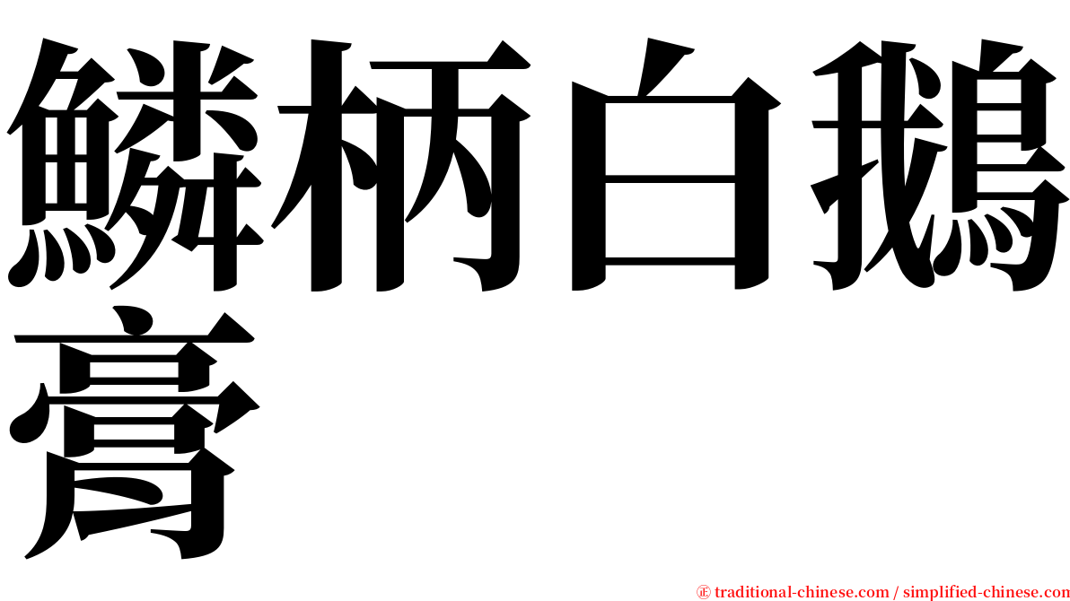 鱗柄白鵝膏 serif font