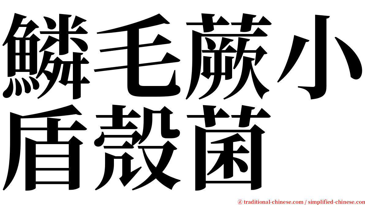 鱗毛蕨小盾殼菌 serif font