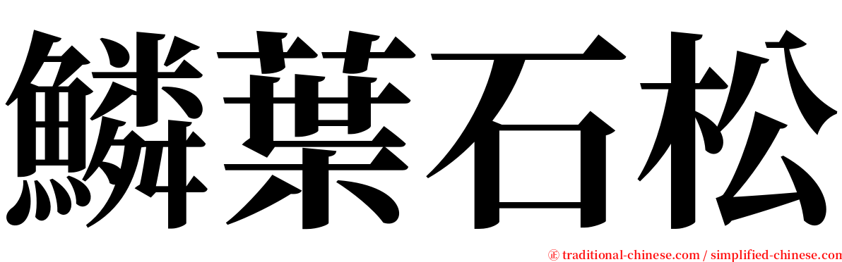 鱗葉石松 serif font