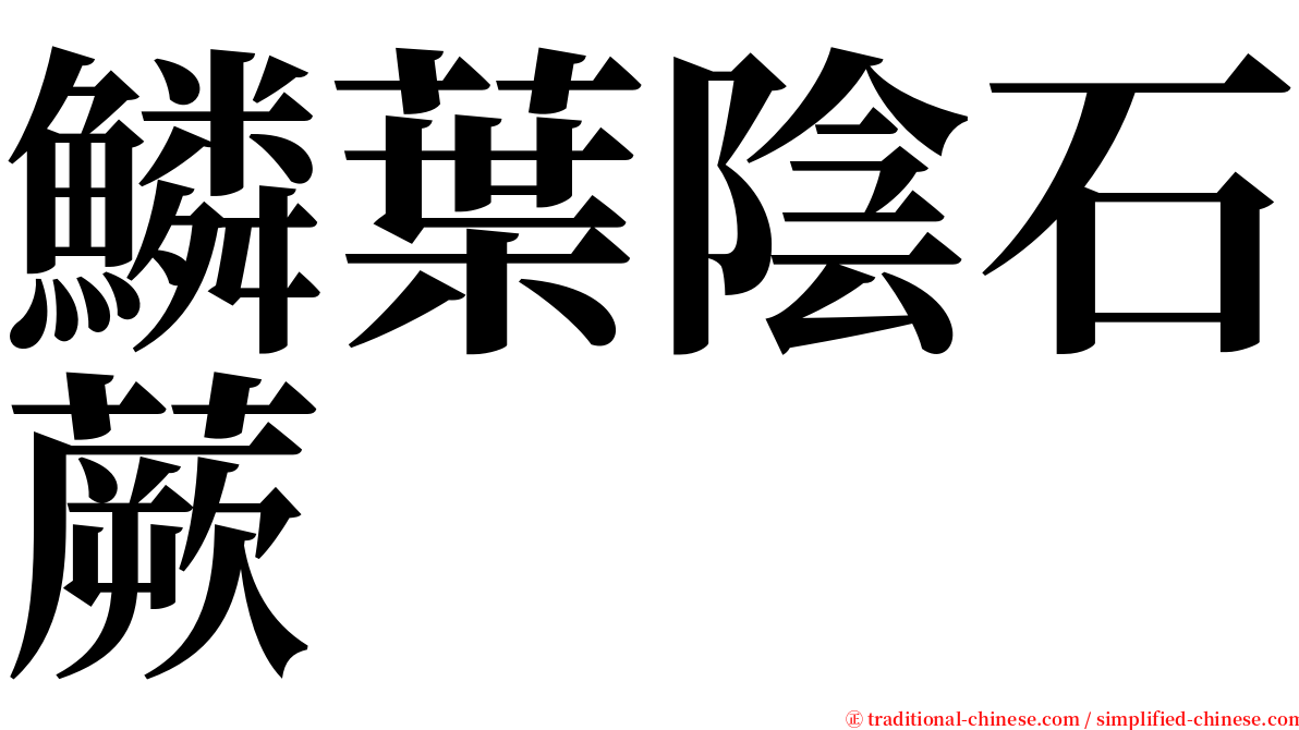 鱗葉陰石蕨 serif font