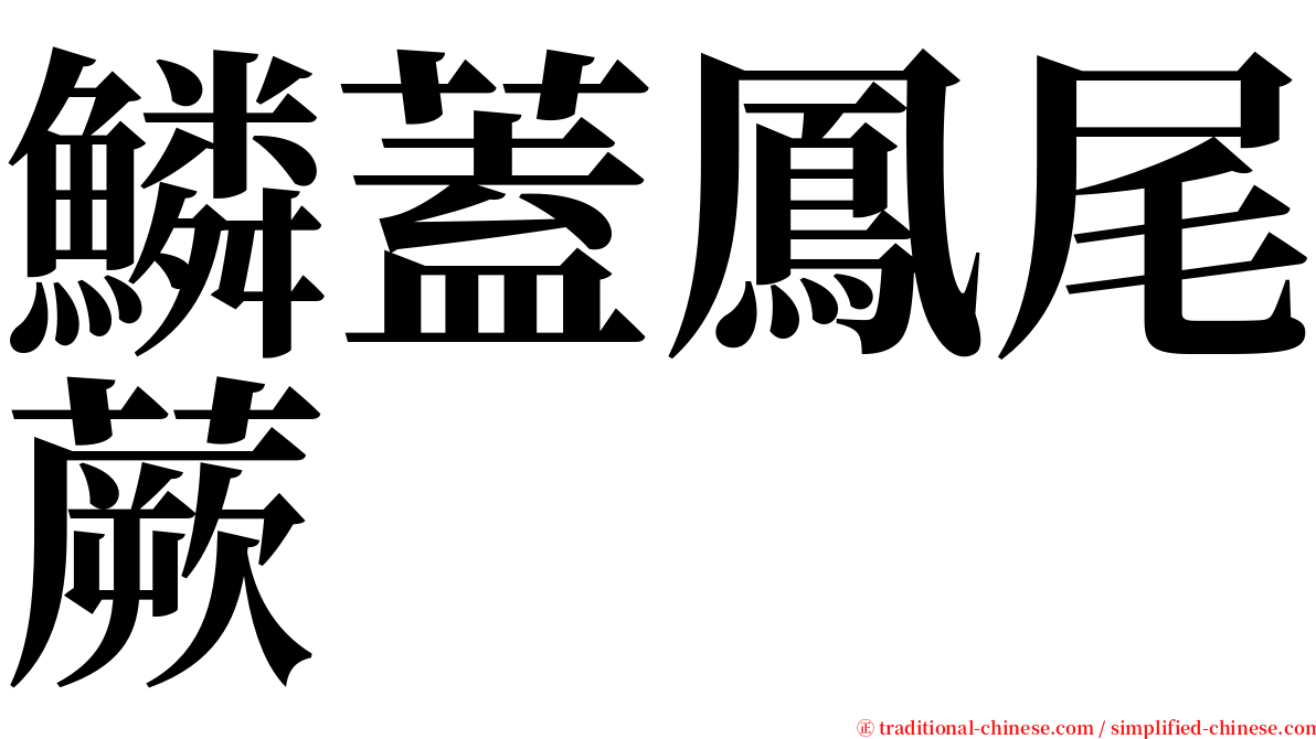 鱗蓋鳳尾蕨 serif font