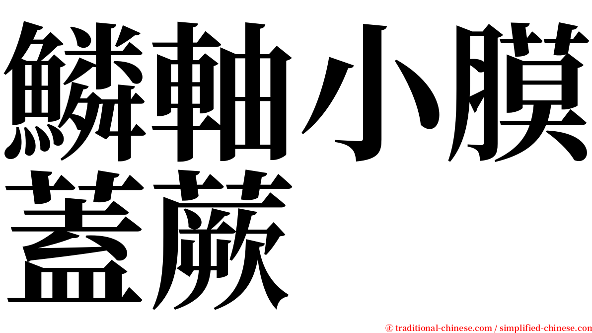 鱗軸小膜蓋蕨 serif font