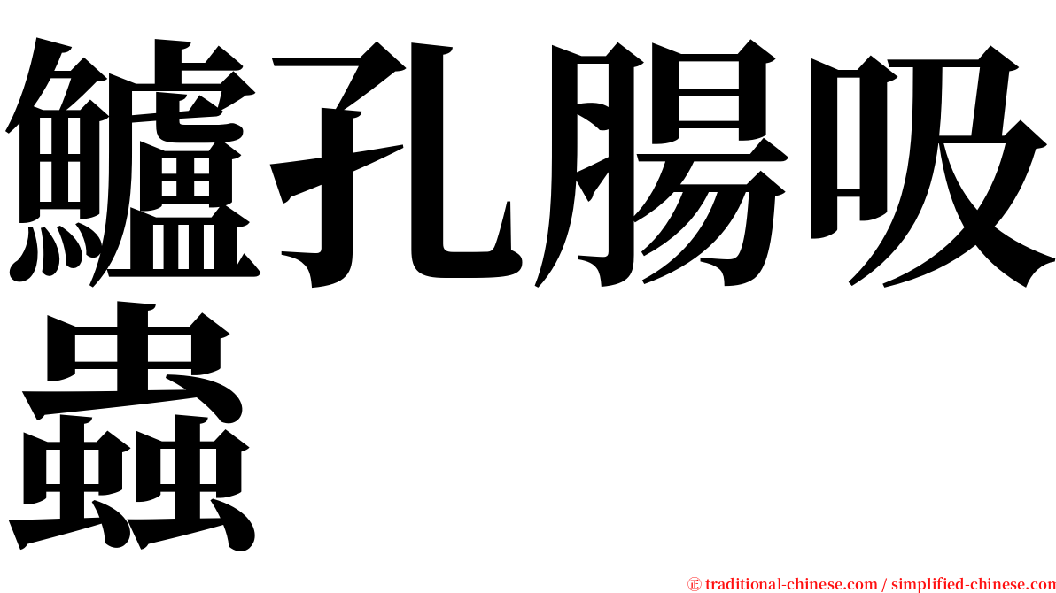 鱸孔腸吸蟲 serif font