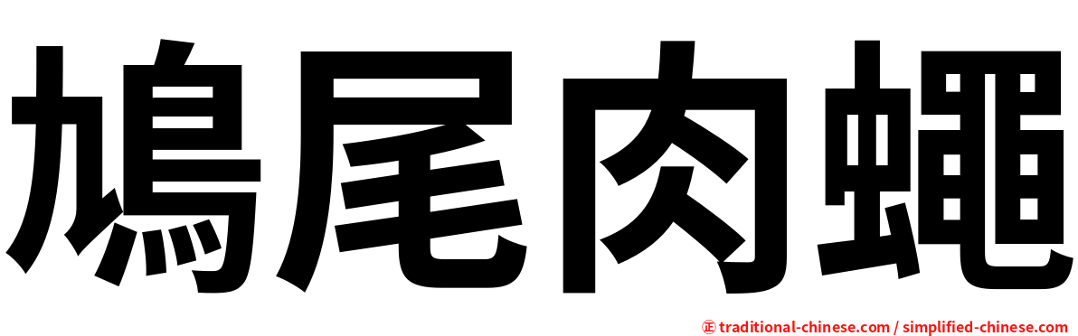 鳩尾肉蠅