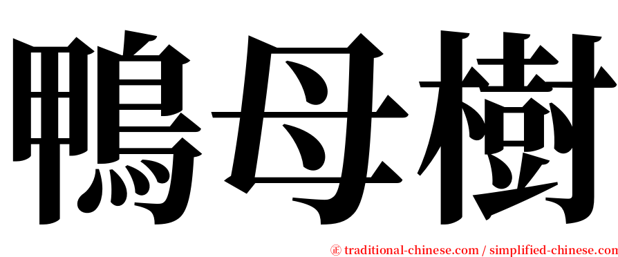 鴨母樹 serif font