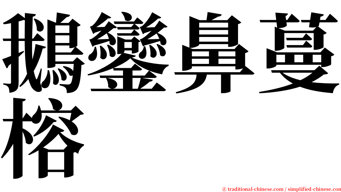 鵝鑾鼻蔓榕 serif font