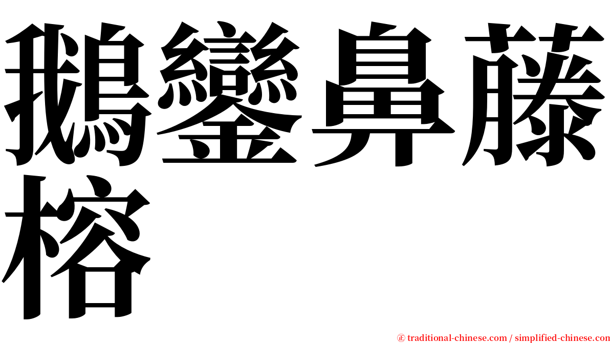 鵝鑾鼻藤榕 serif font