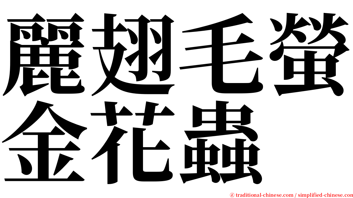 麗翅毛螢金花蟲 serif font