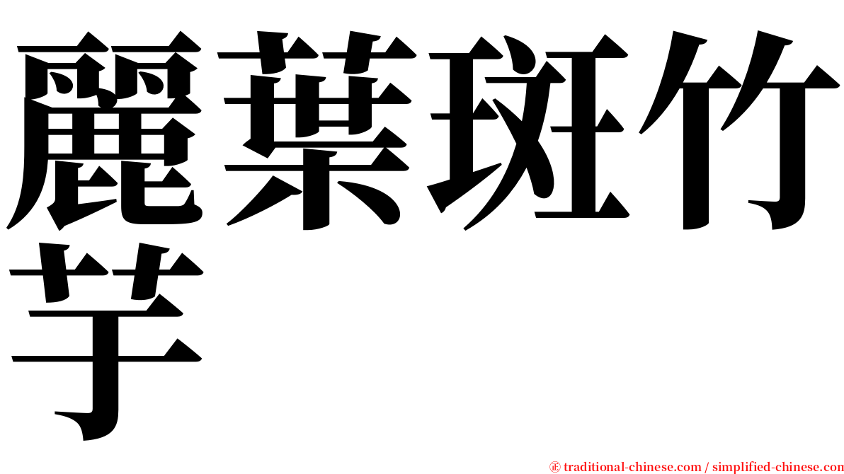 麗葉斑竹芋 serif font