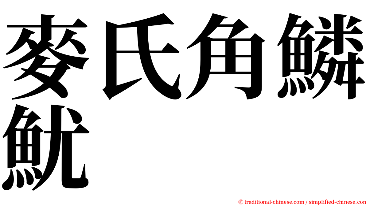 麥氏角鱗魷 serif font