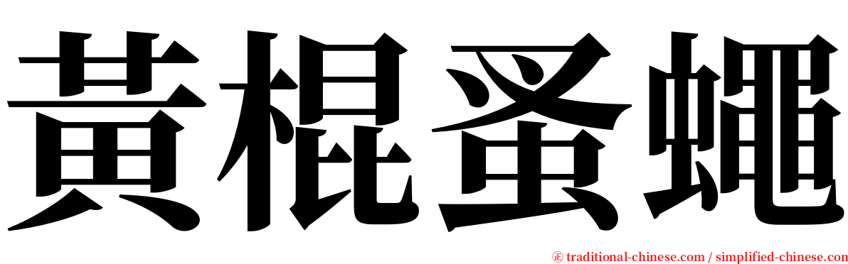 黃棍蚤蠅 serif font