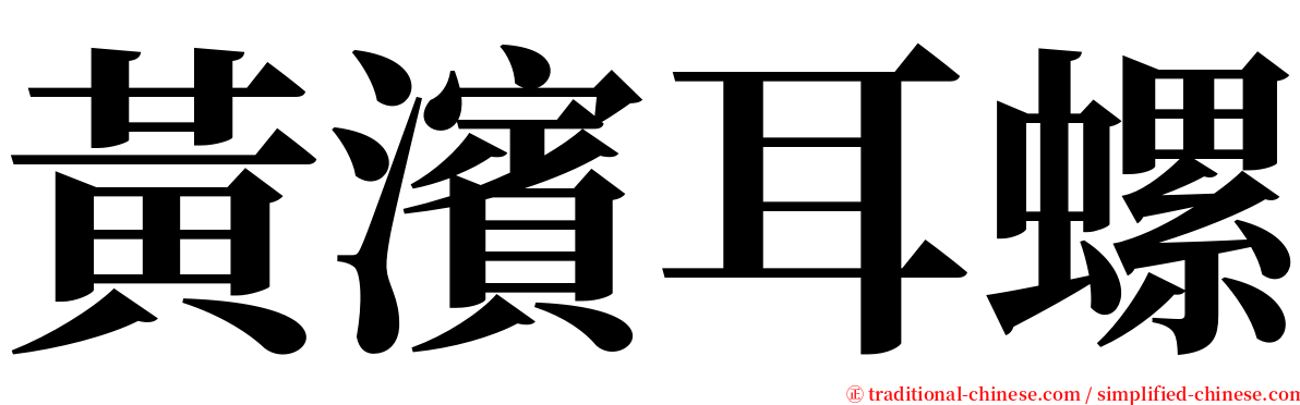 黃濱耳螺 serif font