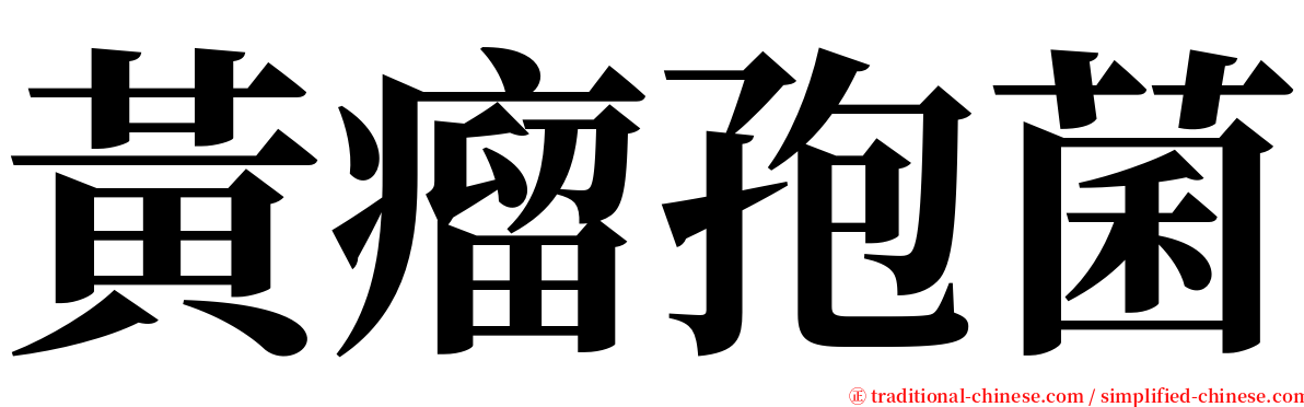 黃瘤孢菌 serif font