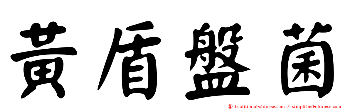 黃盾盤菌
