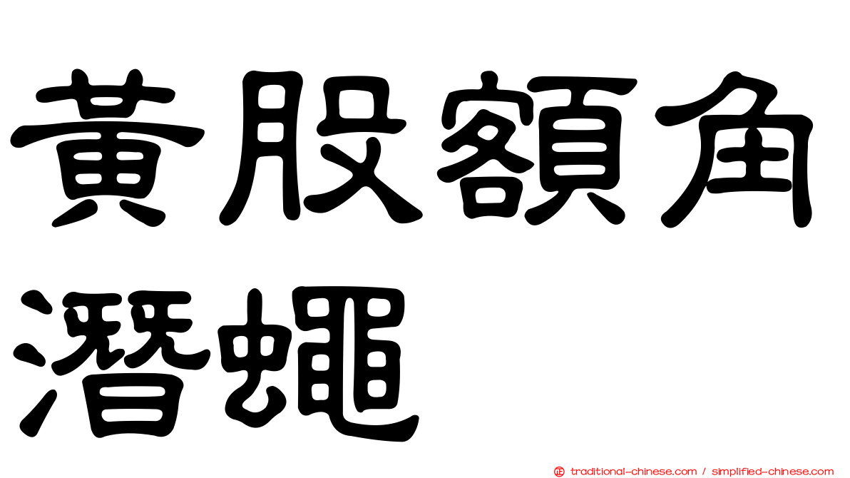 黃股額角潛蠅