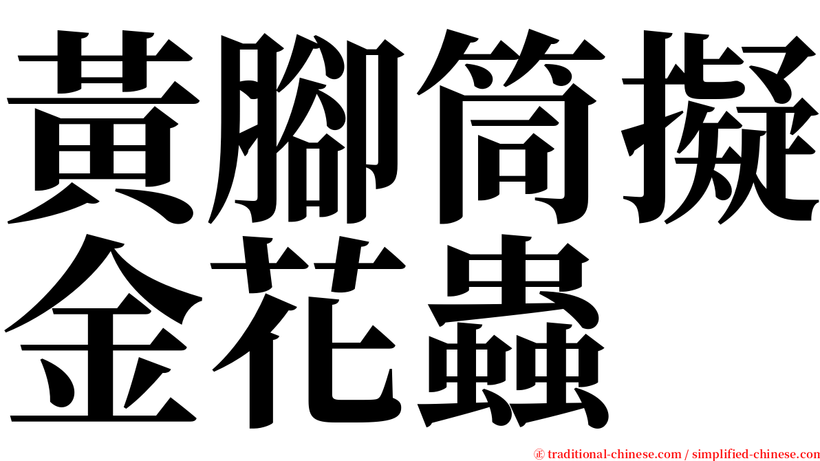 黃腳筒擬金花蟲 serif font