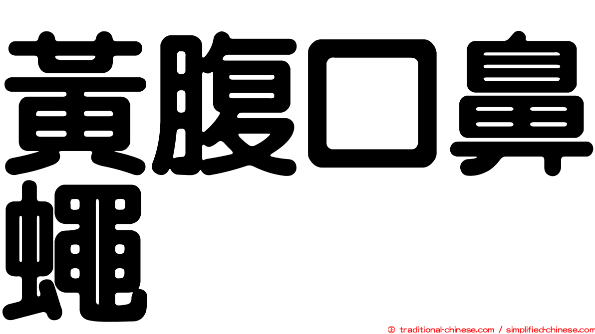 黃腹口鼻蠅