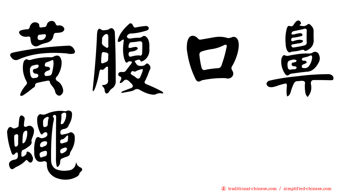 黃腹口鼻蠅