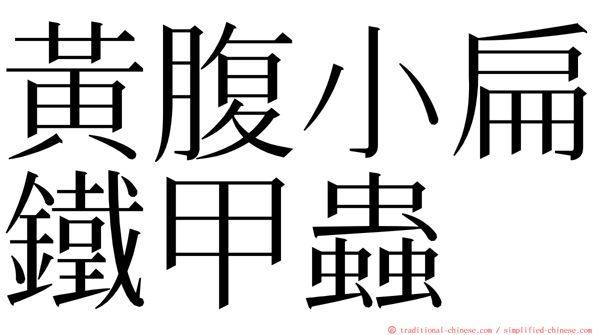 黃腹小扁鐵甲蟲 ming font