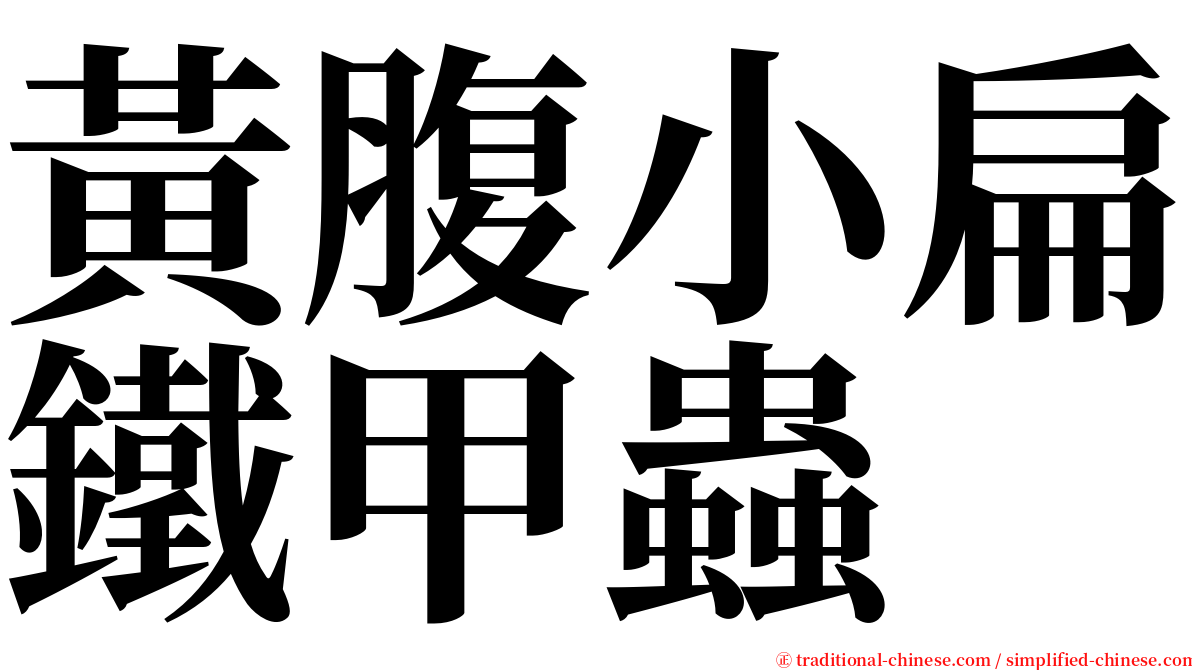 黃腹小扁鐵甲蟲 serif font