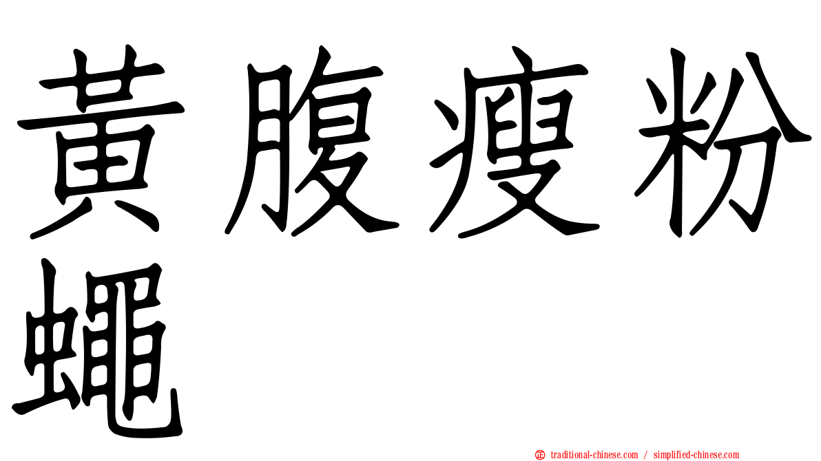 黃腹瘦粉蠅