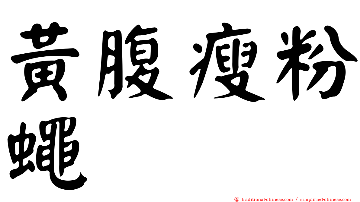 黃腹瘦粉蠅