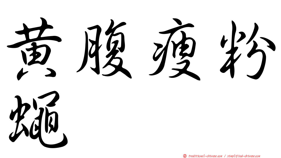 黃腹瘦粉蠅