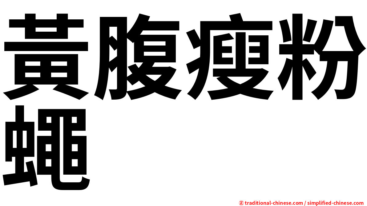 黃腹瘦粉蠅