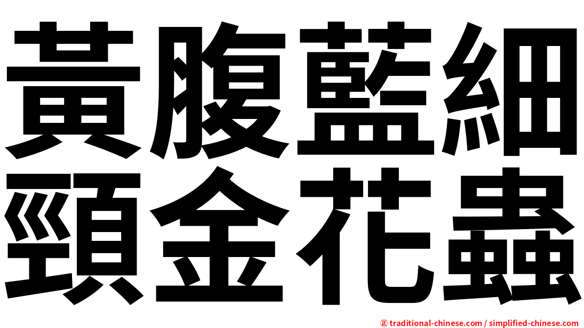 黃腹藍細頸金花蟲