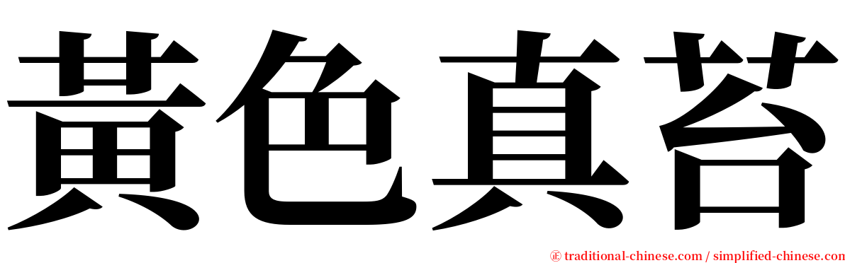 黃色真苔 serif font