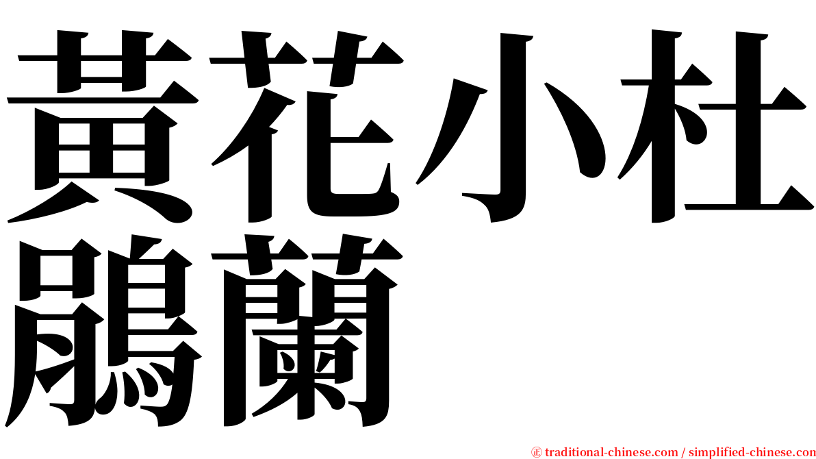 黃花小杜鵑蘭 serif font