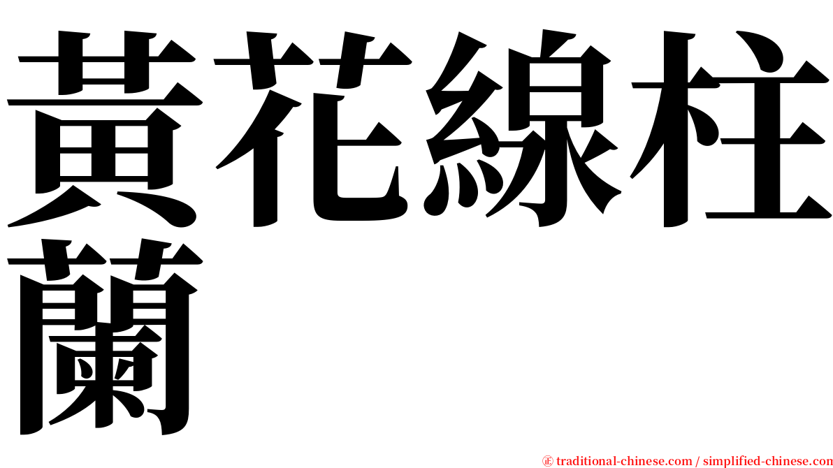 黃花線柱蘭 serif font