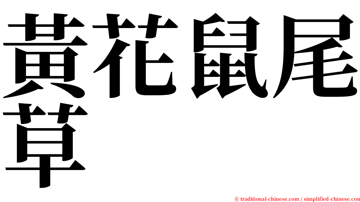 黃花鼠尾草 serif font