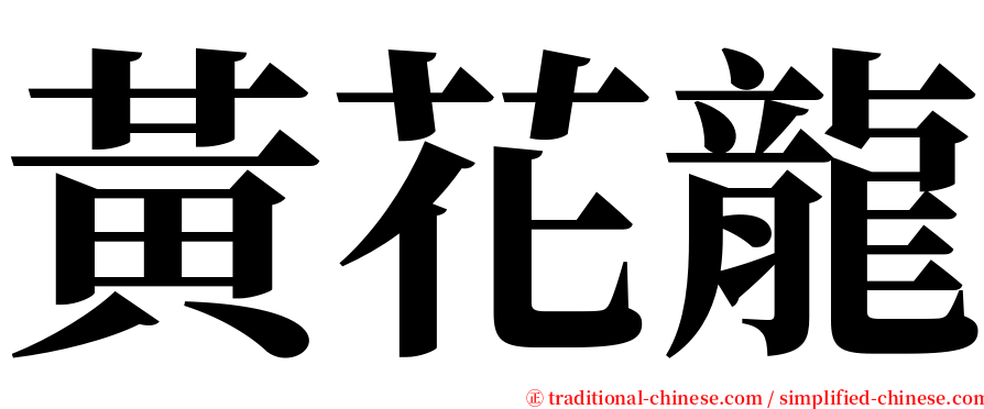 黃花龍 serif font